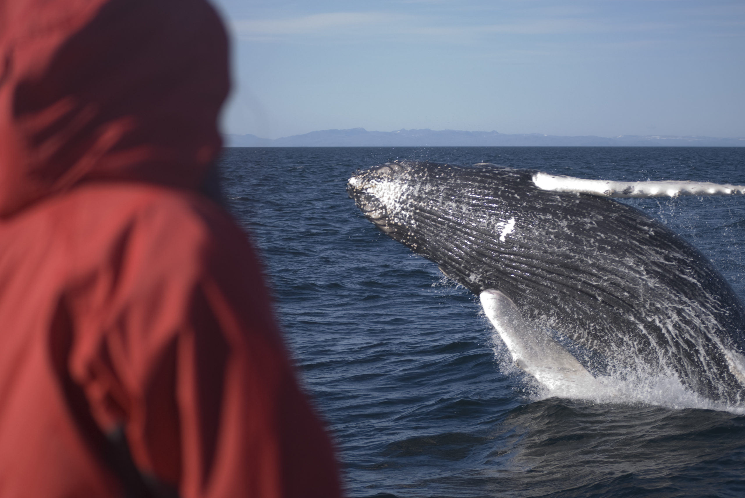 How To Go Whale Watching in Iceland | Expert Interview - Travel Observed