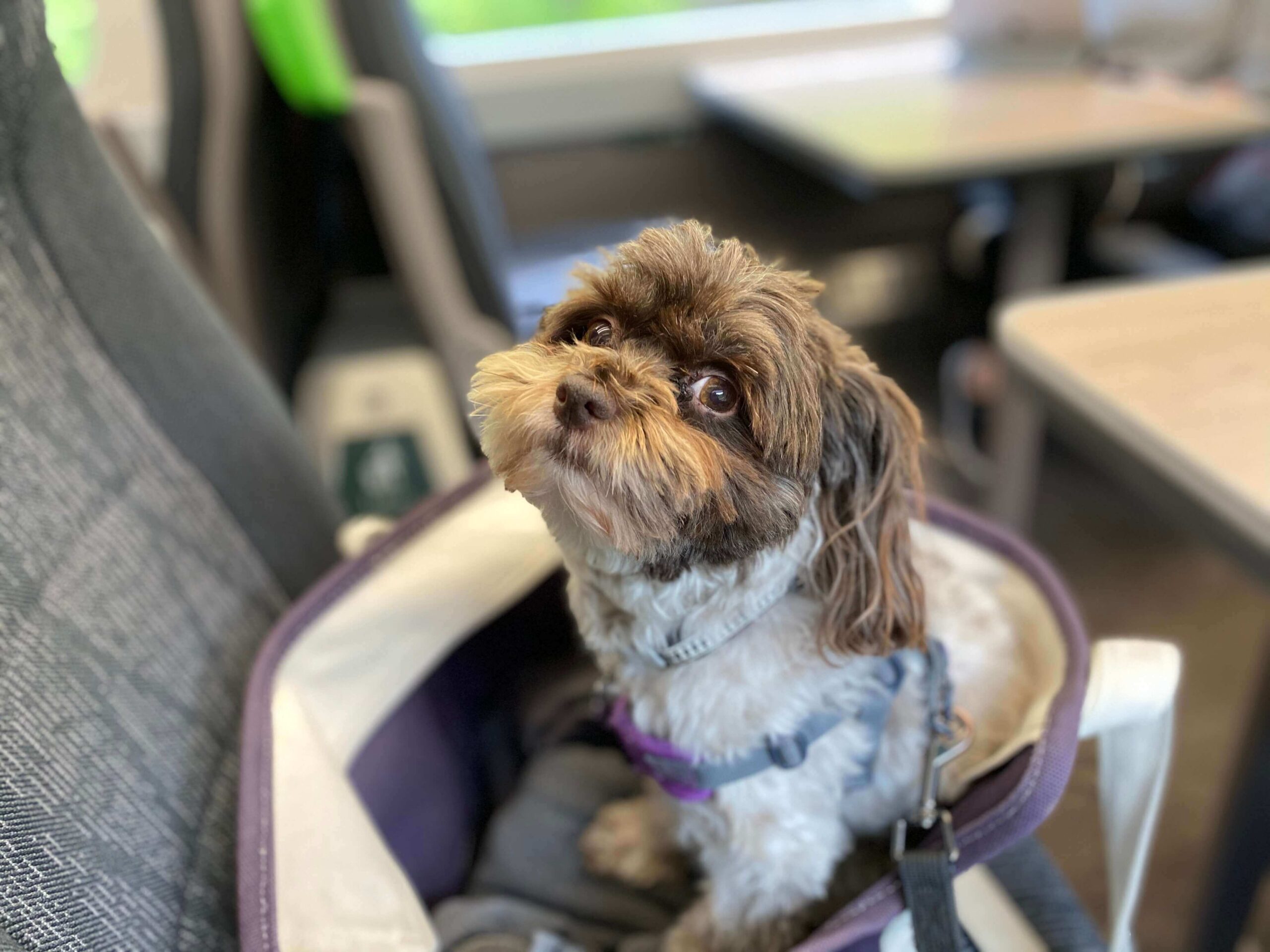 can i bring my dog on the train